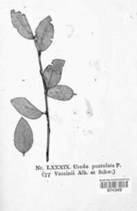 Uredo neopustulata image